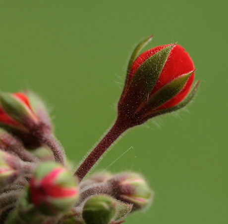 Geranium