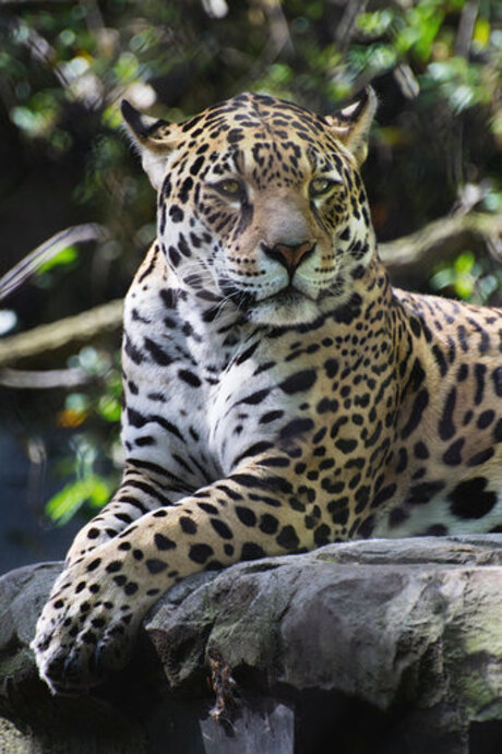 Jaguar Rica