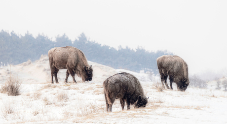 wisenten in sneeuw