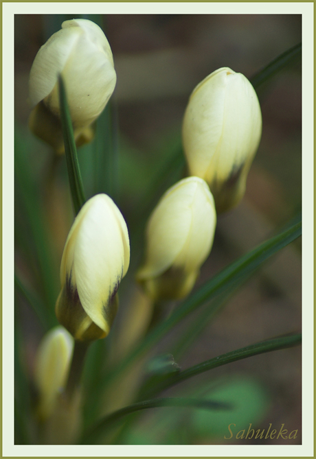 Croci