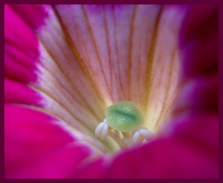 binnen in een petunia