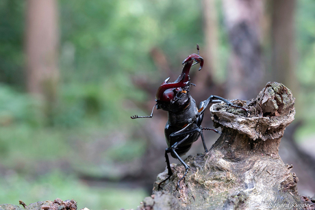 Vliegend hert (Lucanus cervus)