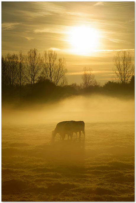 Grazen in de mist