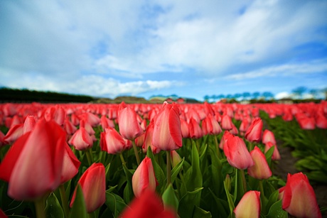 Tulpen