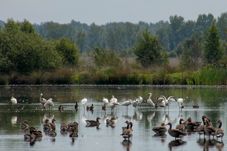 Lepelaars in Fochteloerveen.