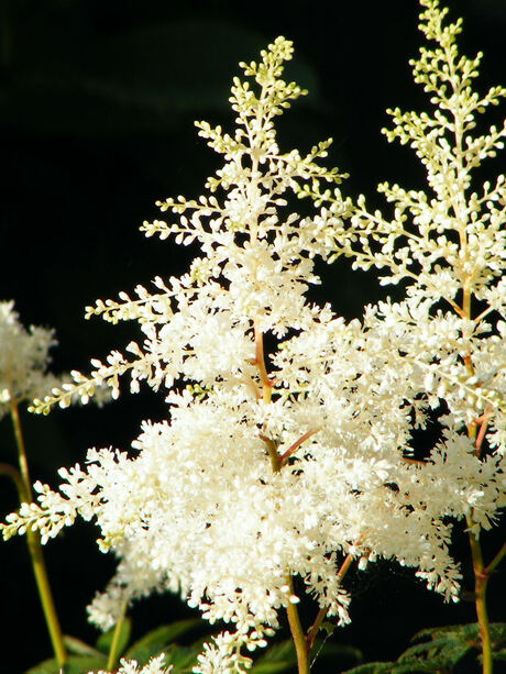 Witte spirea in onze tuin