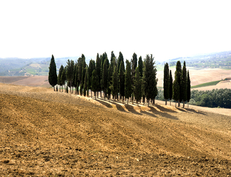 Cyprussen in Val D'orcia