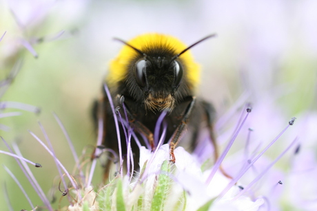 Hommel aan de maaltijd