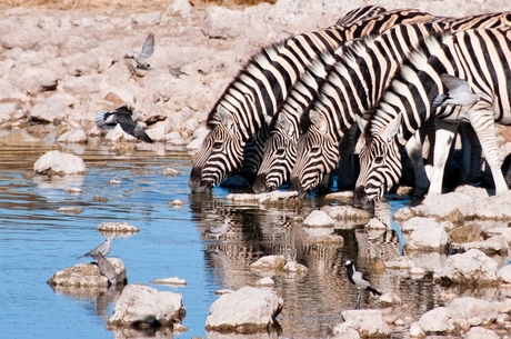 Vier dorstige zebra's