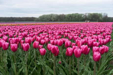 De Bloembollenstreek 7