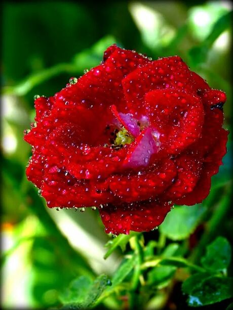 Red flower