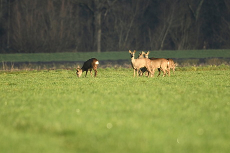 Polders in Brabant