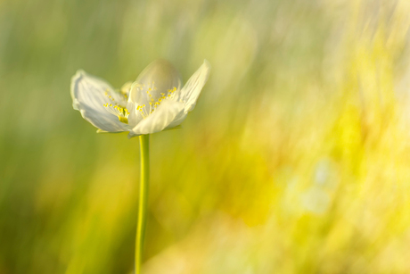 Parnassia bij zonsondergang