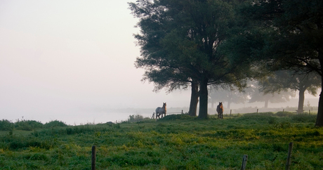 Paarden aan het water