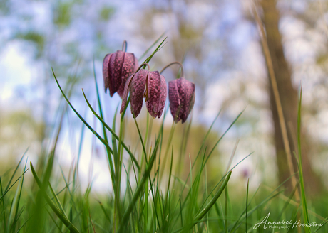 Zwolse tulp - Kievietsbloem