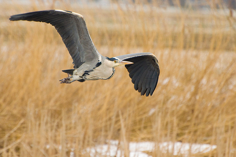 reiger