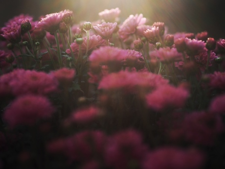 Young flower in sunset