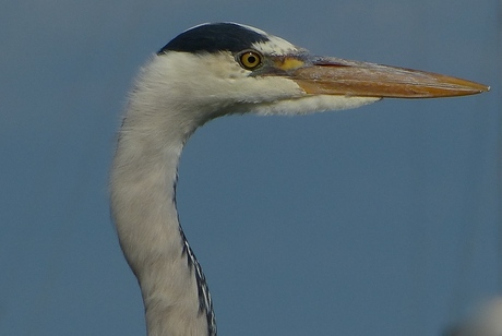 Reiger