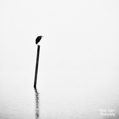 The lonesome heron