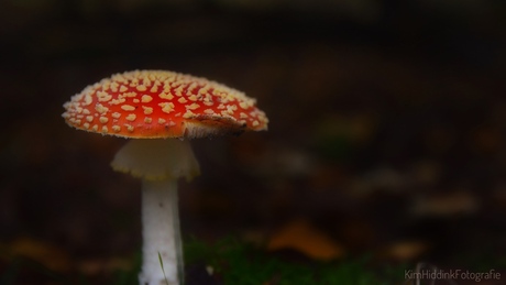 Rood met witte stippen