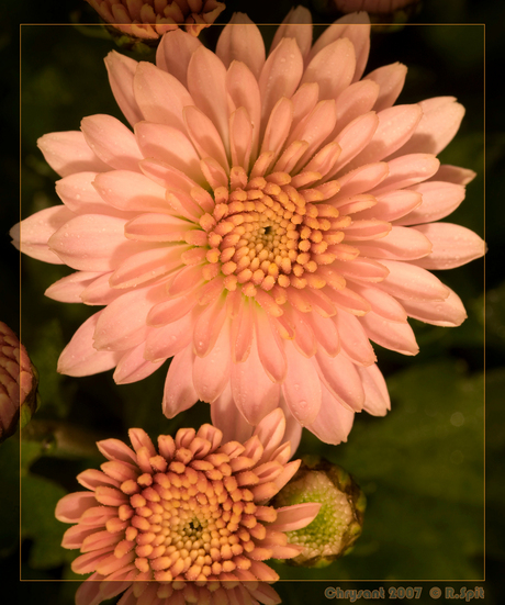 Chrysant