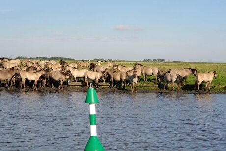 Konik Paarden Lauwersmeer.jpg