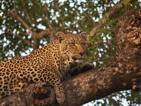 Luipaard in Sabie Sands