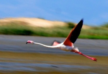 Flamingo's in Spanje