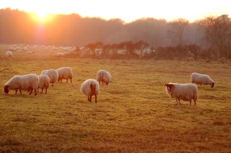 schapen in zonnegloed