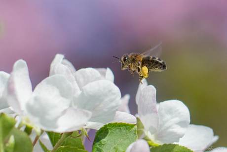 Bij bij de appelbloesem