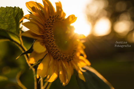 Golden sunflower