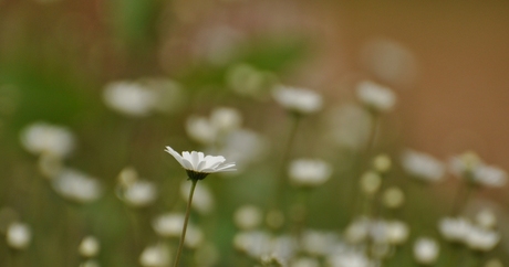 Focus Margriet