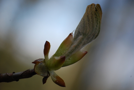 Daar is de Lente