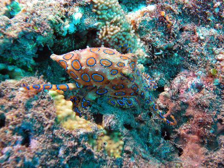 Blue Ring Octopus