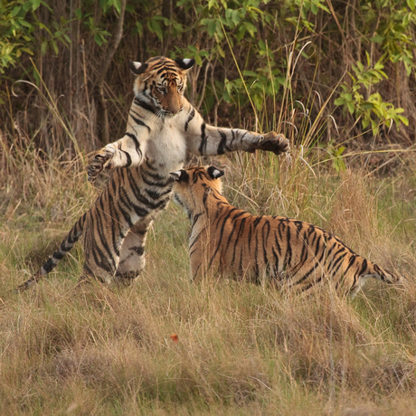 Spelende tijgers in India