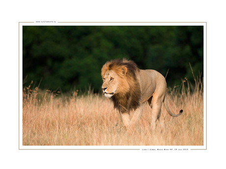 Lion Simba II, Kenia