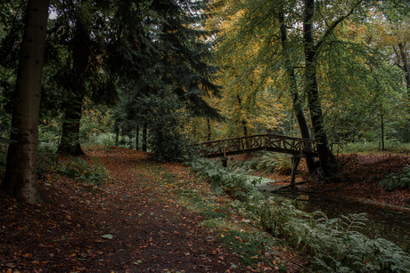 Het mooie Slochterbos in Groningen