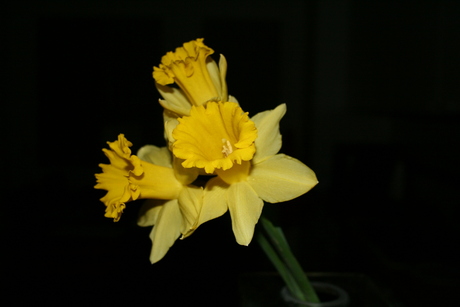 Narcissen3