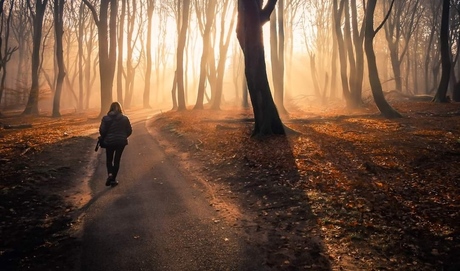 Op weg naar de dansende bomen