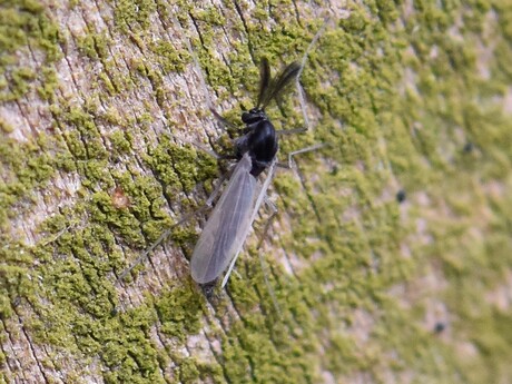 Dansmug - Chironomidae indet.