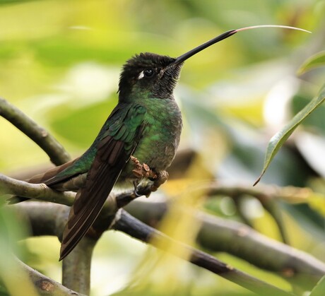 Talamanca hummingbird volwassen man w