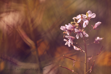 Bokeh party