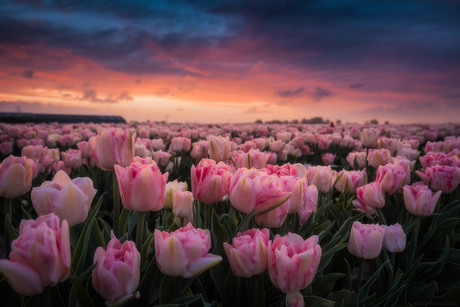 Hollandse Tulpen