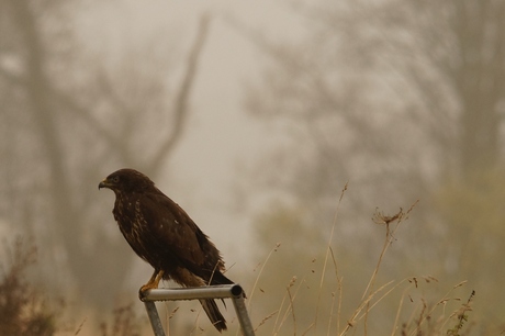 Buizerd