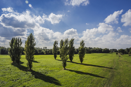 bomen in beeldentuin delft