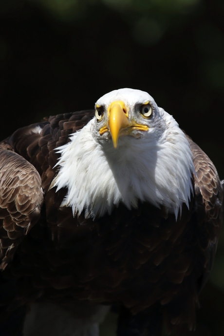 2015-08-08 Amerikaanse zeearend of witkopzeearend (Haliaeetus leucocephalus)