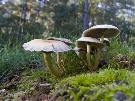 Groepje paddestoelen