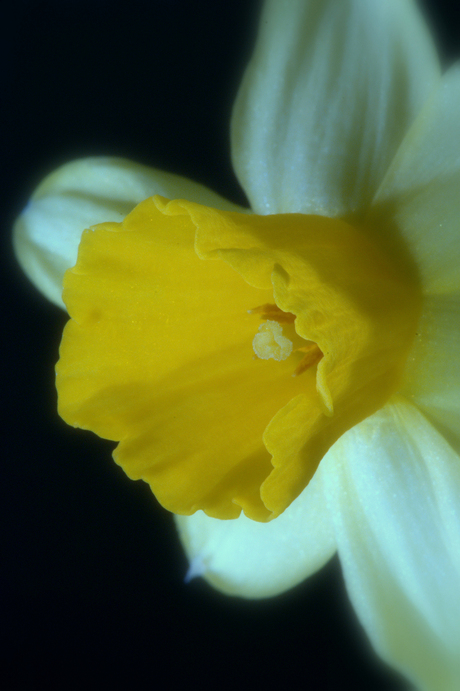 Narcissus