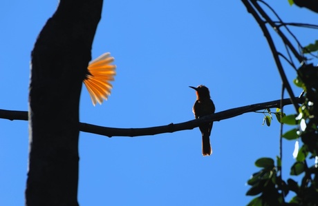 Exotische vogels aan de Nijl in Oeganda