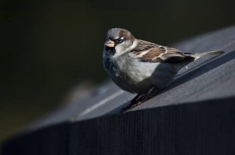 Kleine vriend